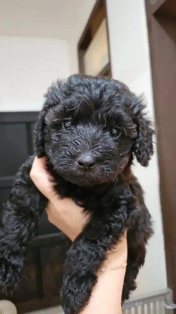 Dijual Toys Poodle