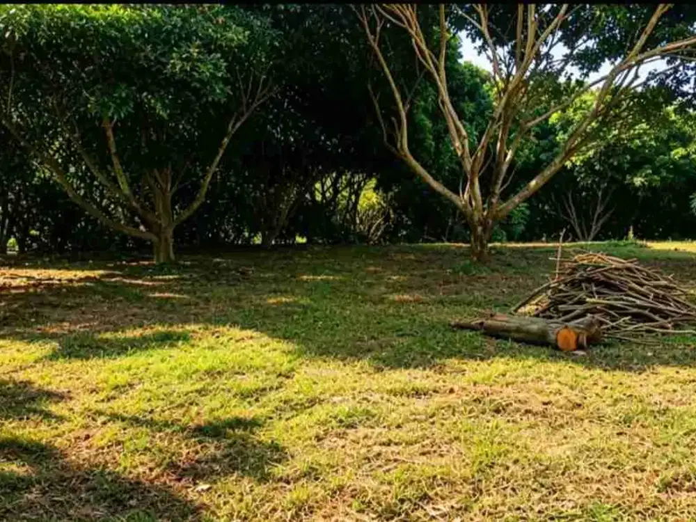 KEBUN KELENGKENG LOKASI PAKIS PRECET KABUPATEN MALANG
