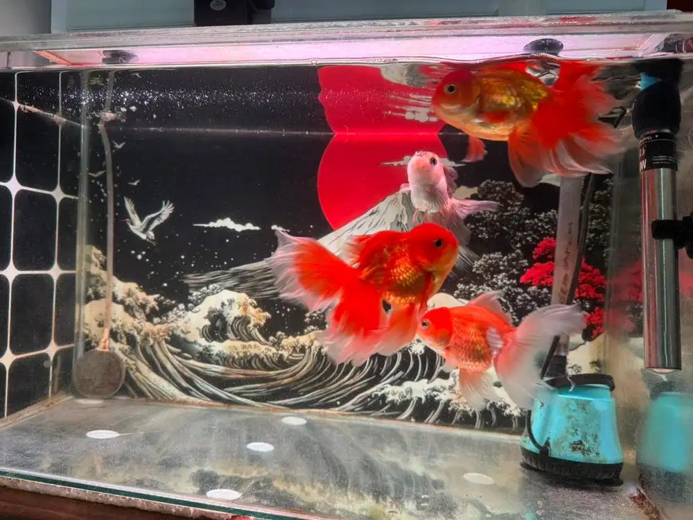 Jual ikan nemo mas koki coral beserta kelengkapannya
