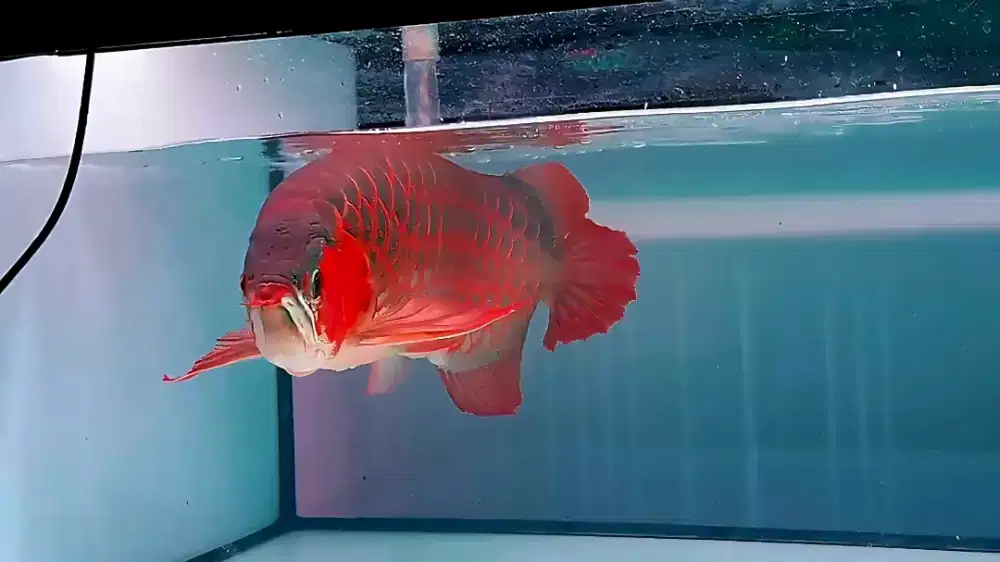 Arwana super red king sumo 60cm realpict