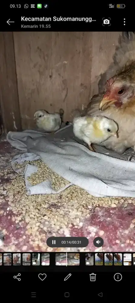 Anak ayam serama