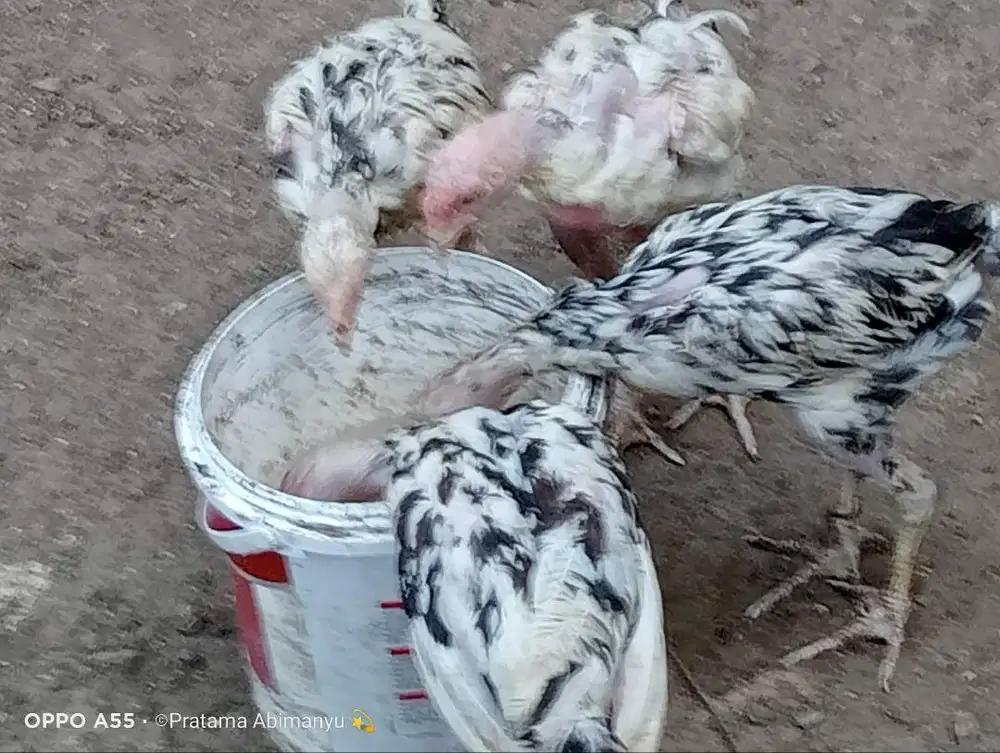 Ayam Bangkok Purworejo