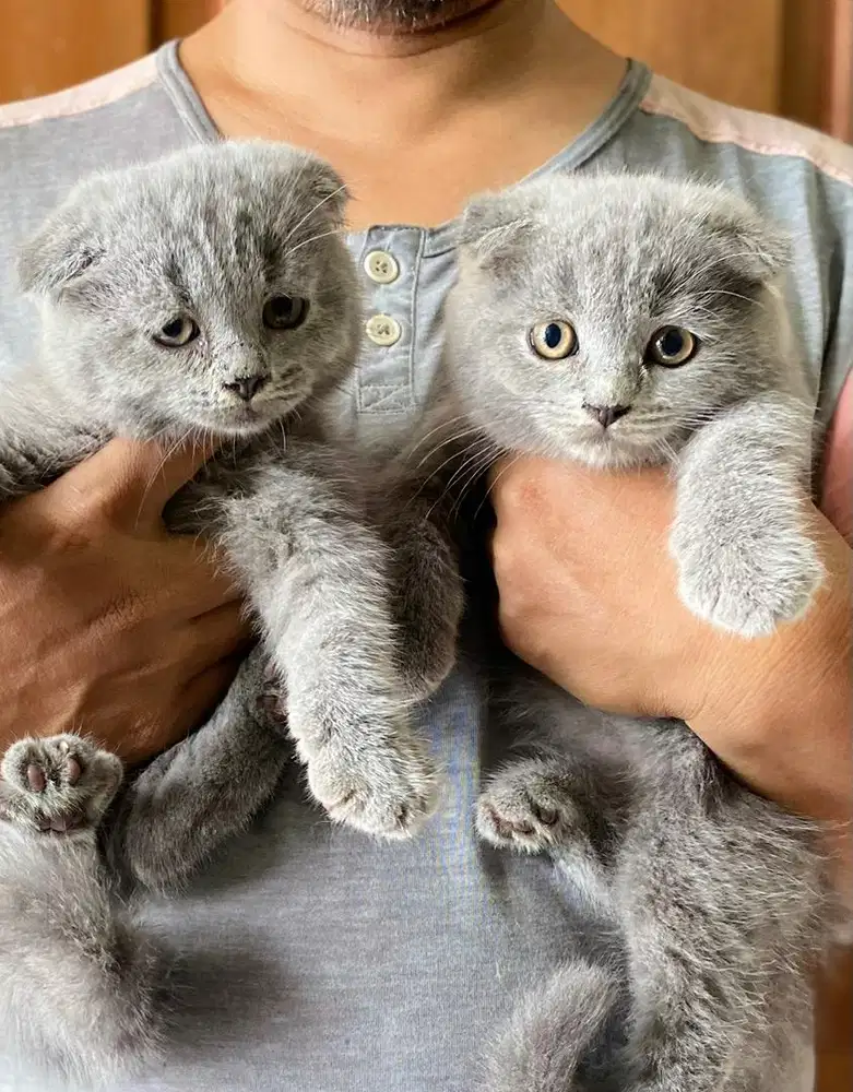 Scottish fold bsh jdhin gaelic beng4l munchkin american sh eye cooper