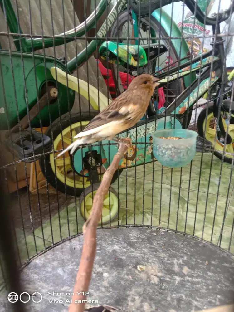 jual burung kenari seri AFS  jantan bunyi masi umur 5 bln habis ngurak