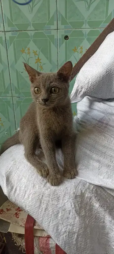 Kucing mix BSH jantan