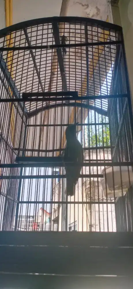 Jual burung jinak