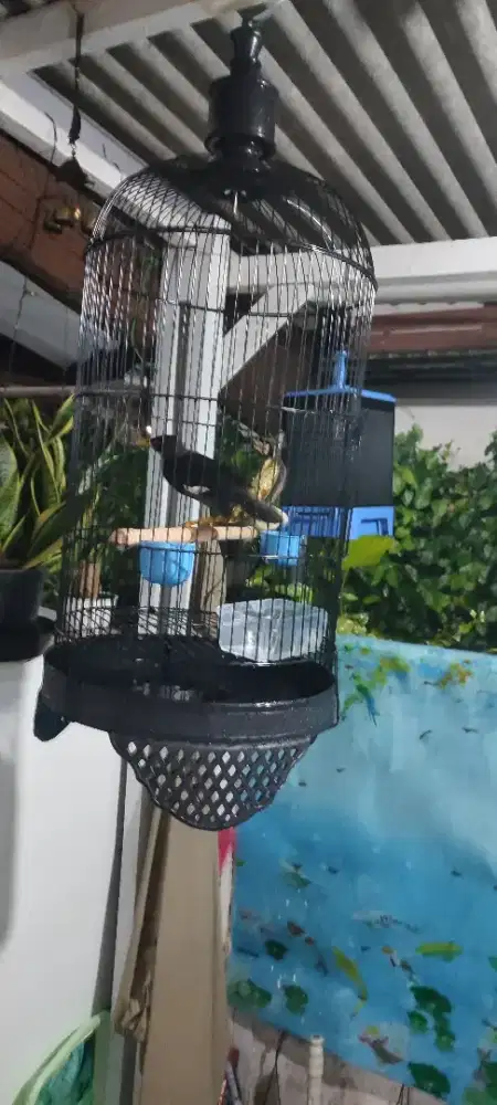 jalak kebo efek kandang baru