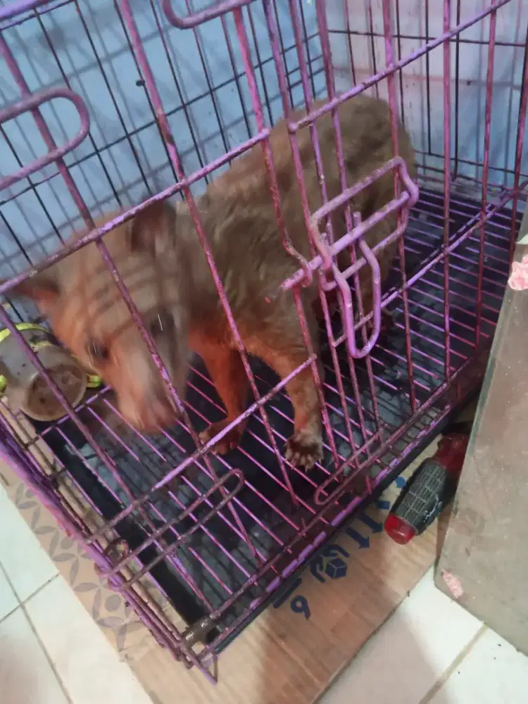 Udh gk kepegang untk merwatnya musang warna coklat lupa jenisnya apa