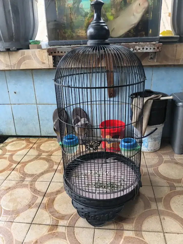 Perkutut lokal ternak