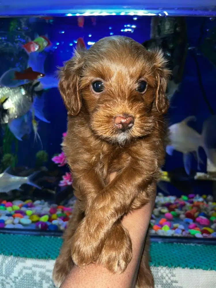 TOY POODLE ANAKAN MURAH