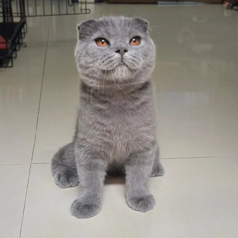 Bsh scottish fold jdhin exo munchkin peaknose british fortuner kitty