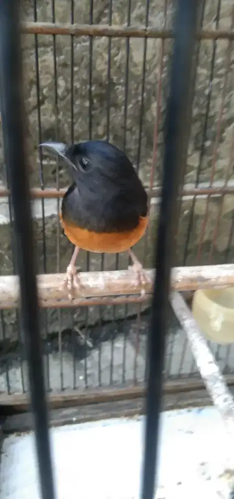 Burung murai betina