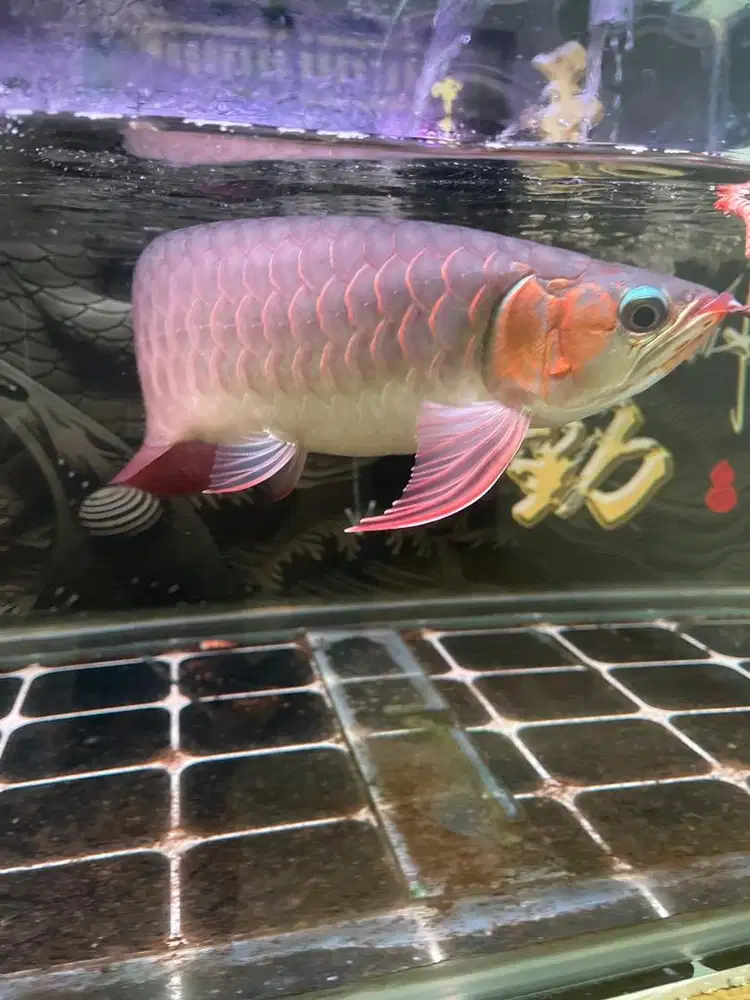 Super Red 32cm Up