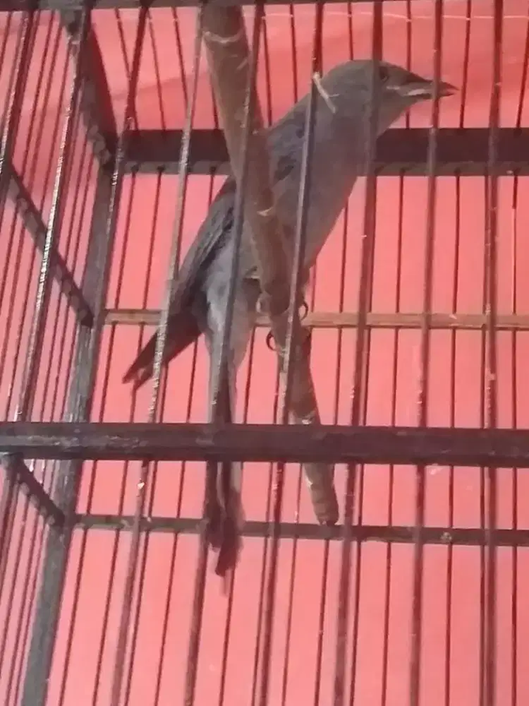 SRN abu gunting udah bunyi