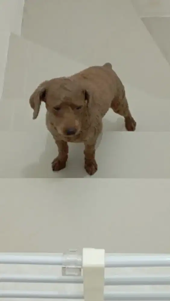 Anjing Red Poodle Betina