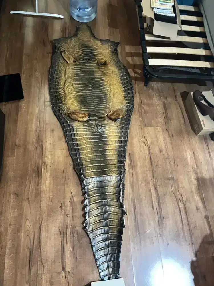 Kulit buaya original