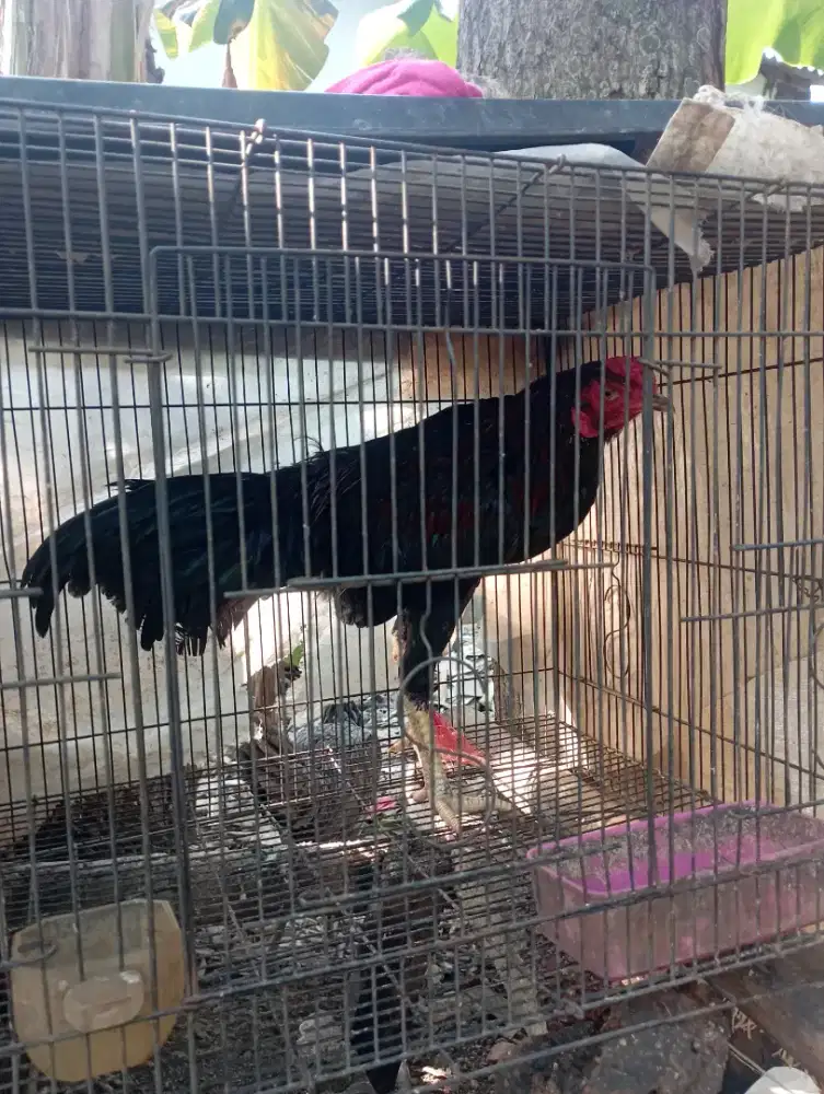 Ayam jago kampung muda