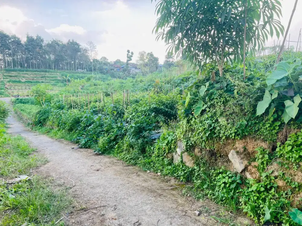 Tanah Datar 3436m2 Timur Pasar Karangpandan