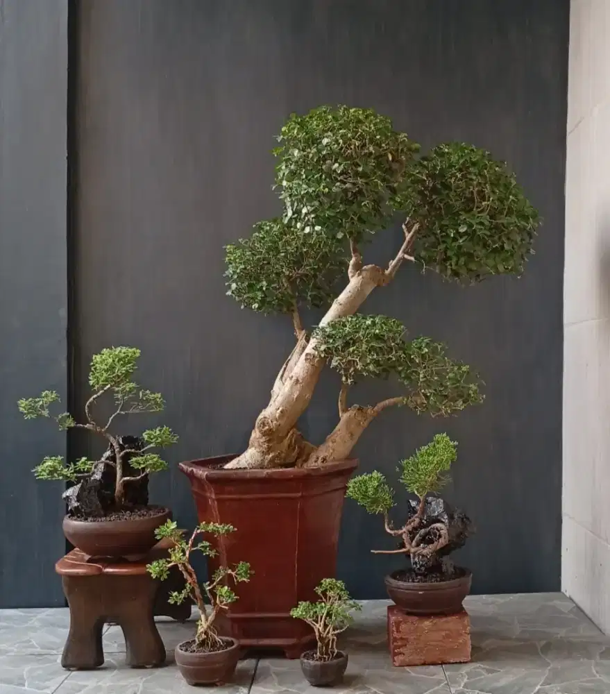 Bonsai hias murah ada 5 pot