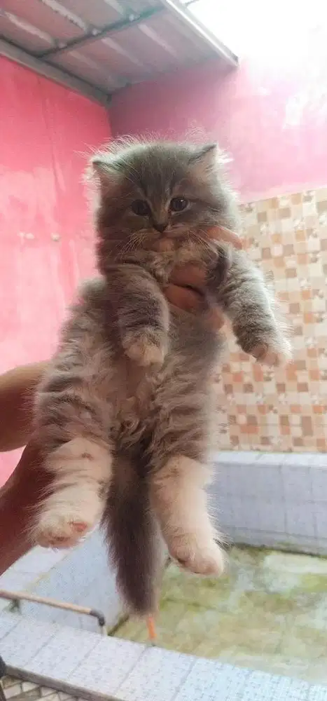 Kitten persia flatnose