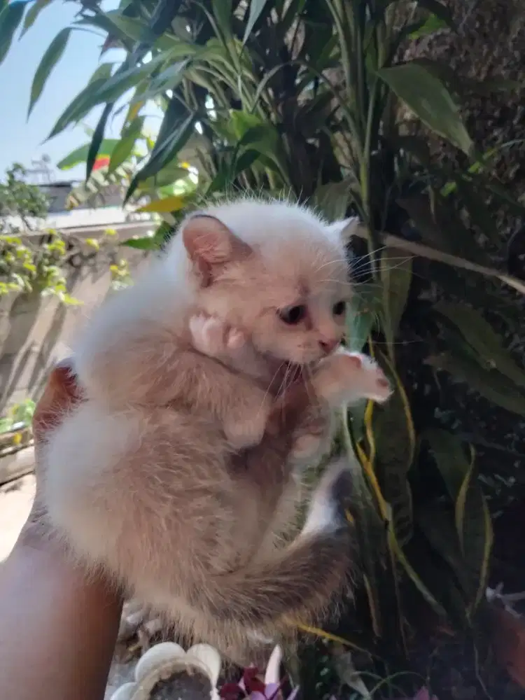 kitten cat usia 1 bulan