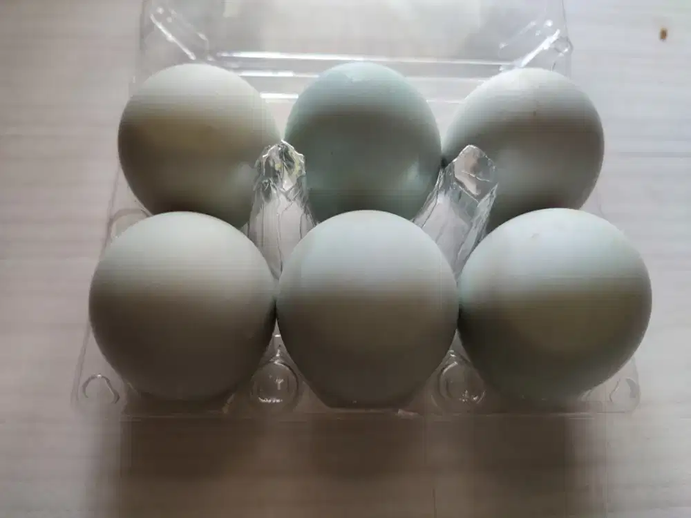 TELUR BEBEK MATANG BERKUALITAS