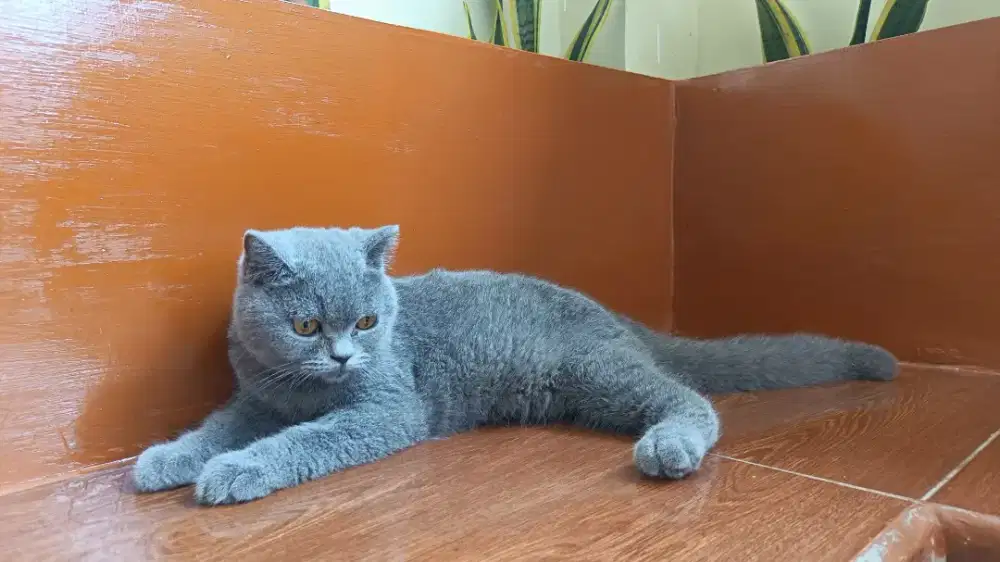 Kucing british shorhair