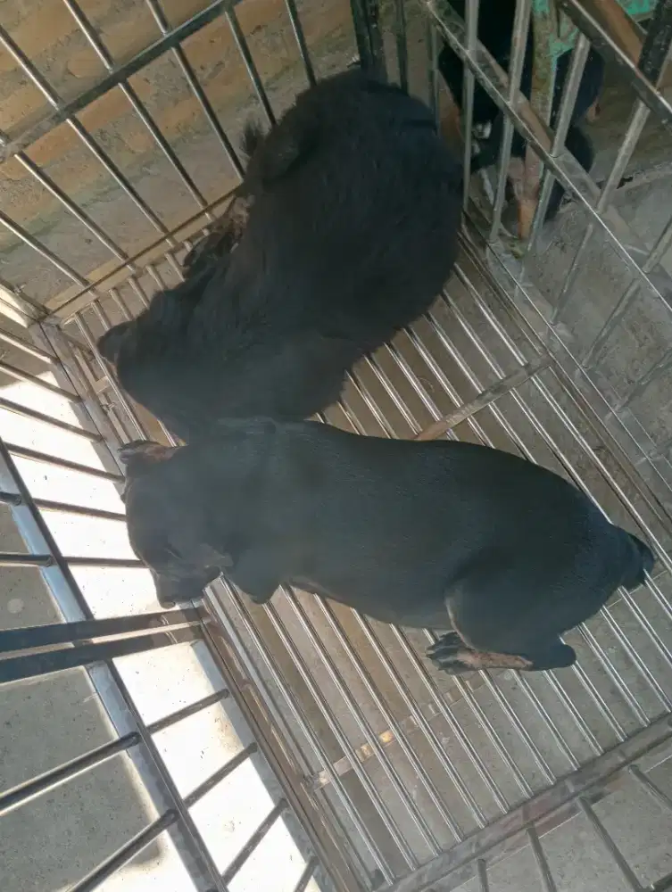 Tersedia anjing kampung yang gak kampungan