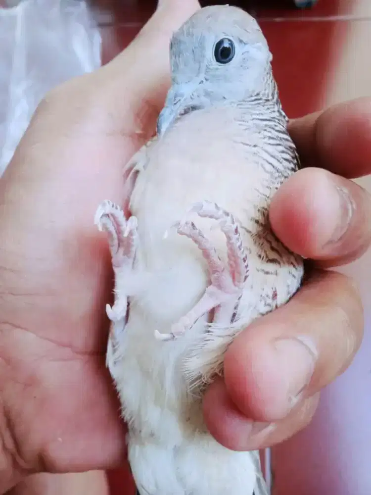 Perkutut rupocahyo mata biru