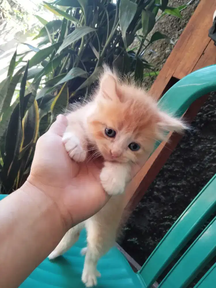 kitten cat lucu
