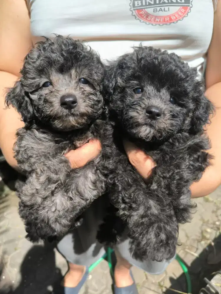 Silver ToyPoodle