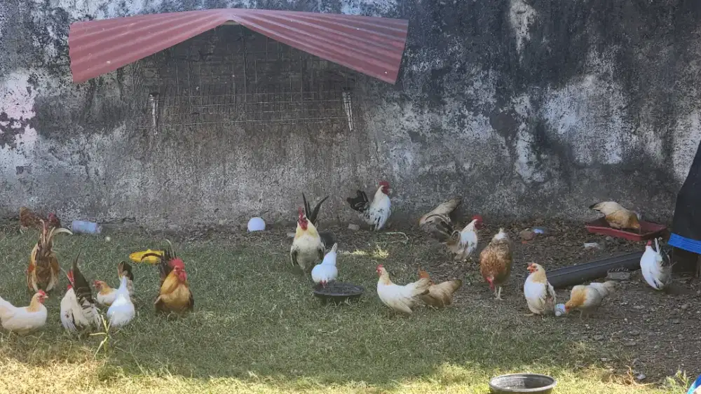 Ayam Kate 7 pasang