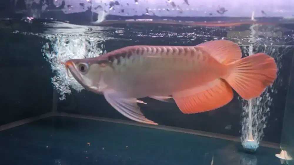 Arwana super red semi king