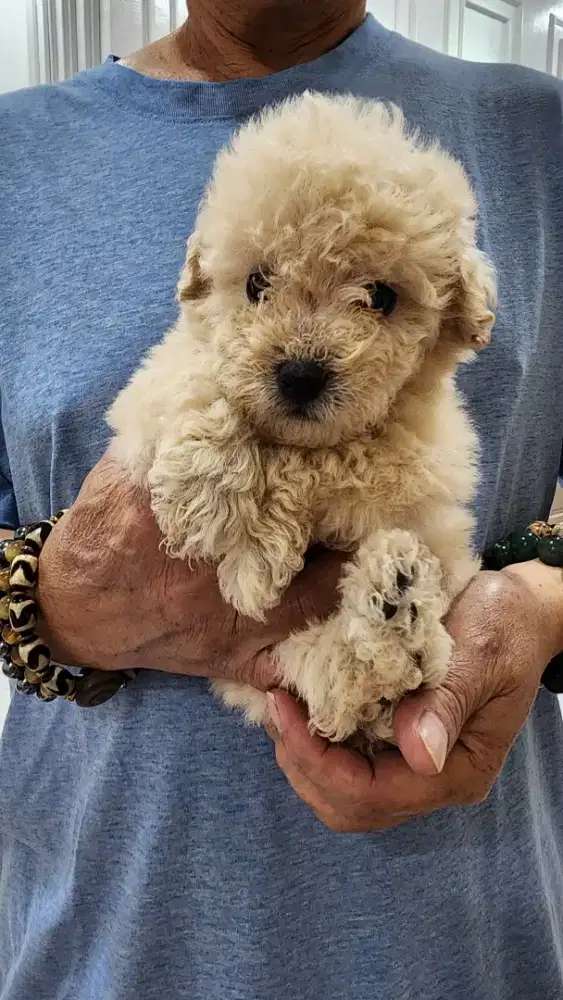 Anakan Poodle Murahh