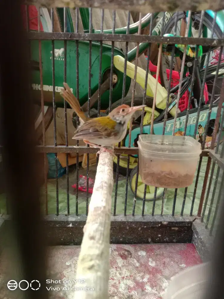 jual burung prenjak emas jantan bunyi