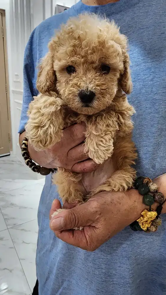 Anakan Poodle Murahh