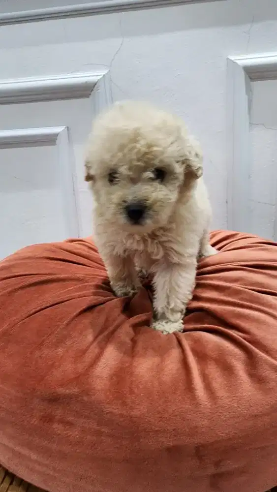 Anakan Poodle Murahh