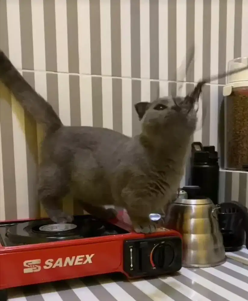 BSH X Munckin x scotis Cebol betina 6 bulan blue