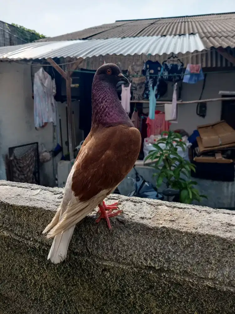 Merpati kolongan kelabu