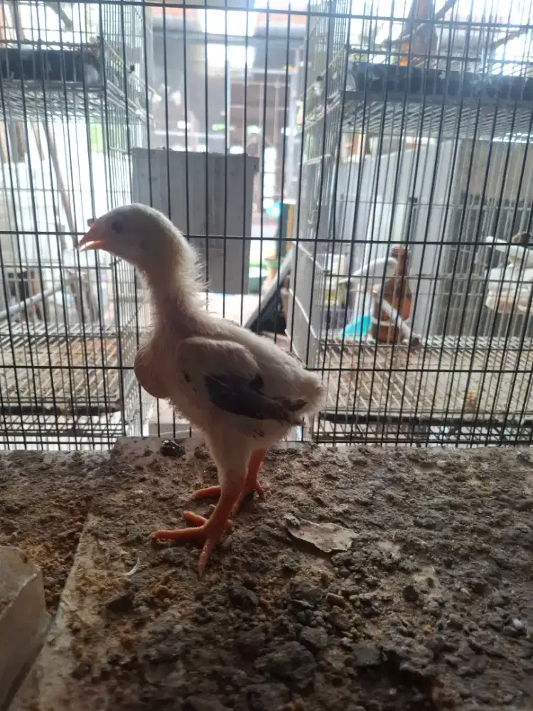 Anak ayam dangtao atau kaki naga