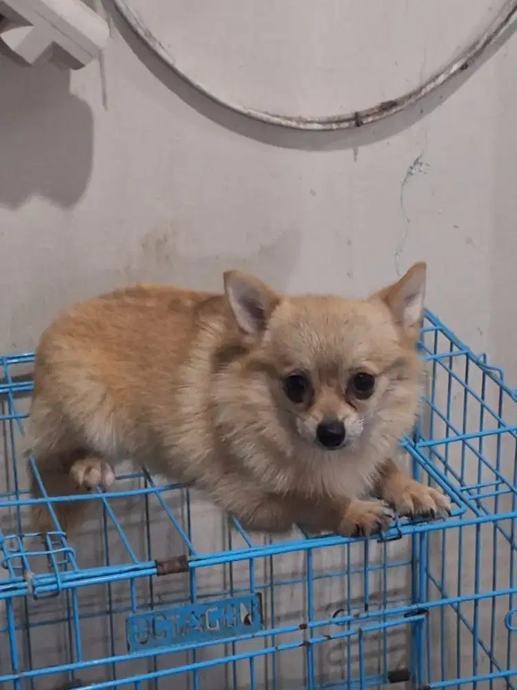 Anjix mix Pom & Cihuahua Jantan