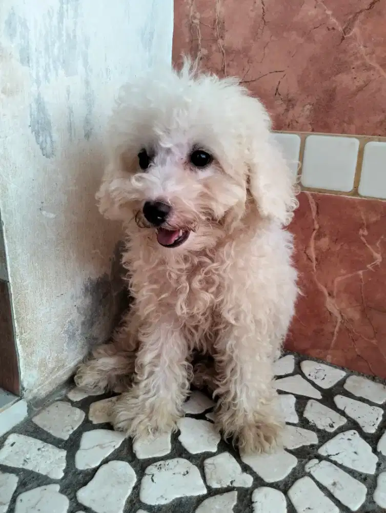 Jual poodle puppies