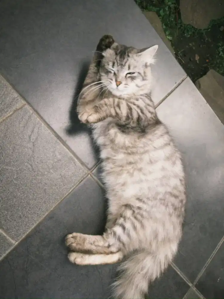 kucing siberian