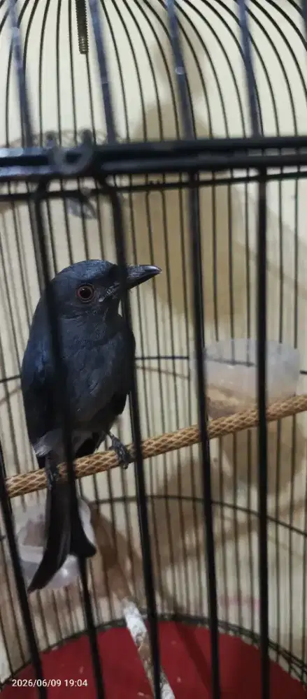 Burung srigunting abu
