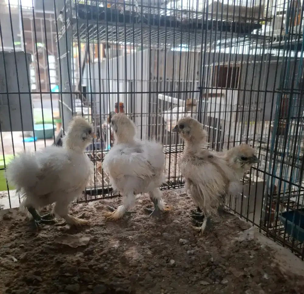 Anak ayam ameican silky