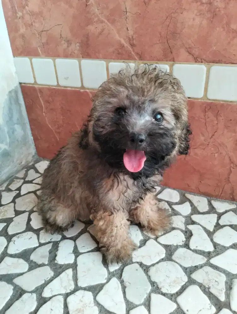 Jual poodle puppies