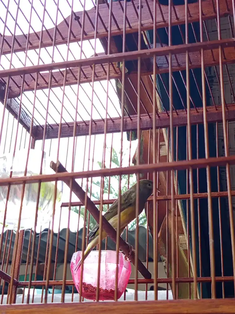 Kenari isian Lovebird