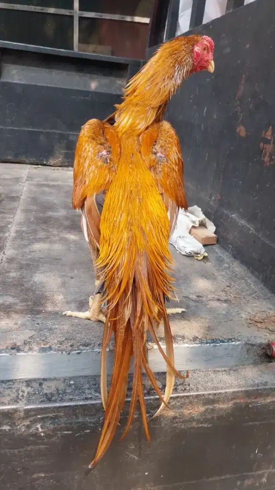 Ayam Hias ekor lidi