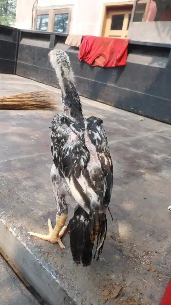 Ayam shamo eropa