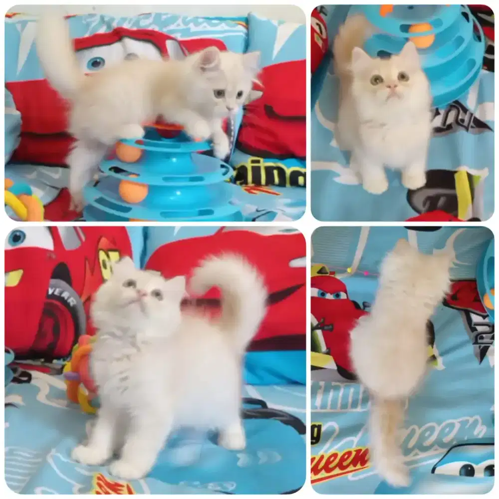 Kitten Persia Jantan